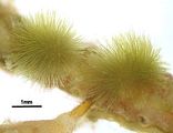 Myriactula rivulariae3
